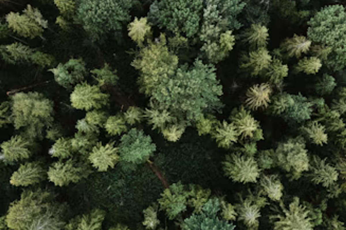 Aerial view looking down over a dense forest canopy